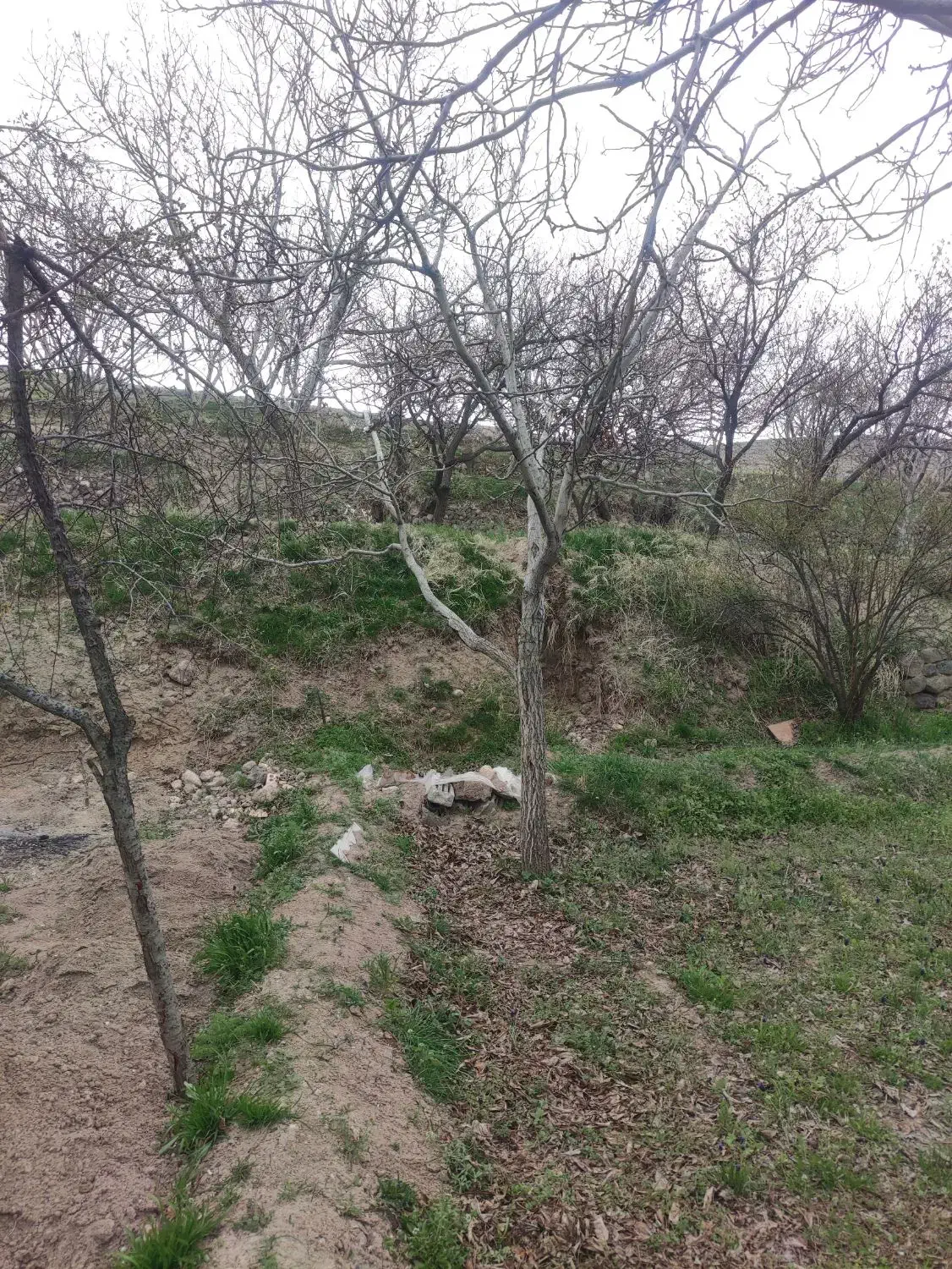 باغ در منطقه ویلایی اسکو