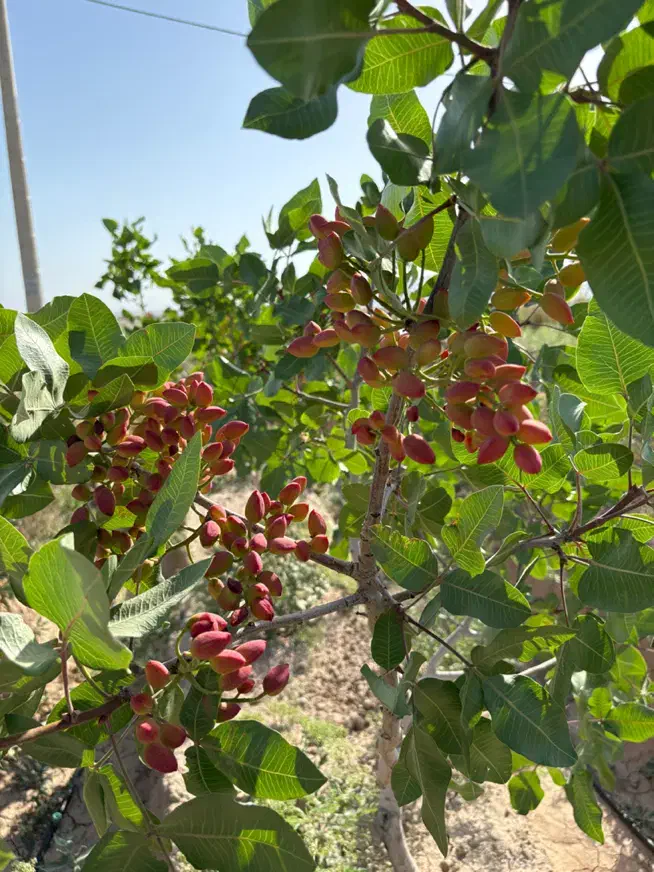 باغ پسته ۵ هزارمتری