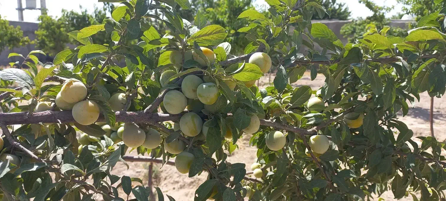 چهار دیواری با قدمت بنا
