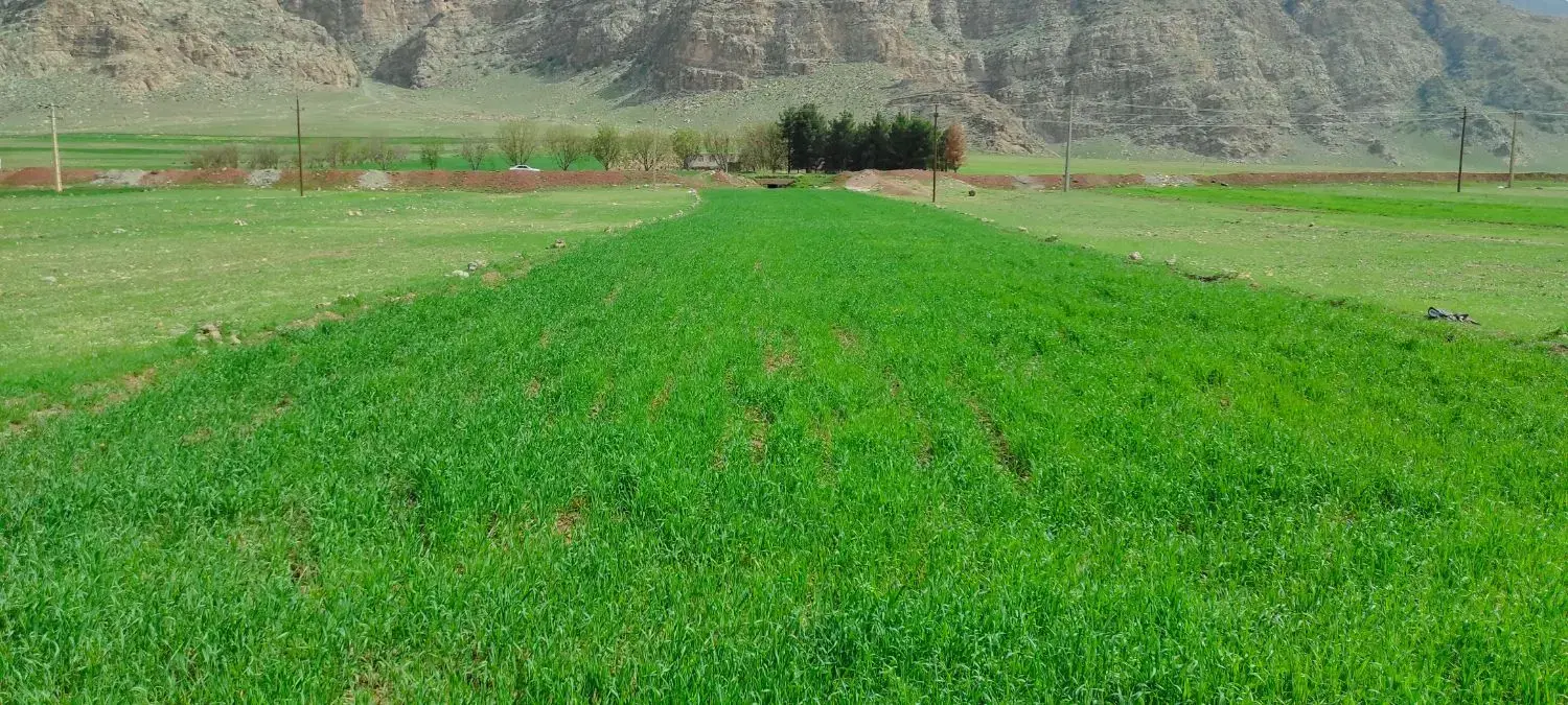 زمین کشاورزی