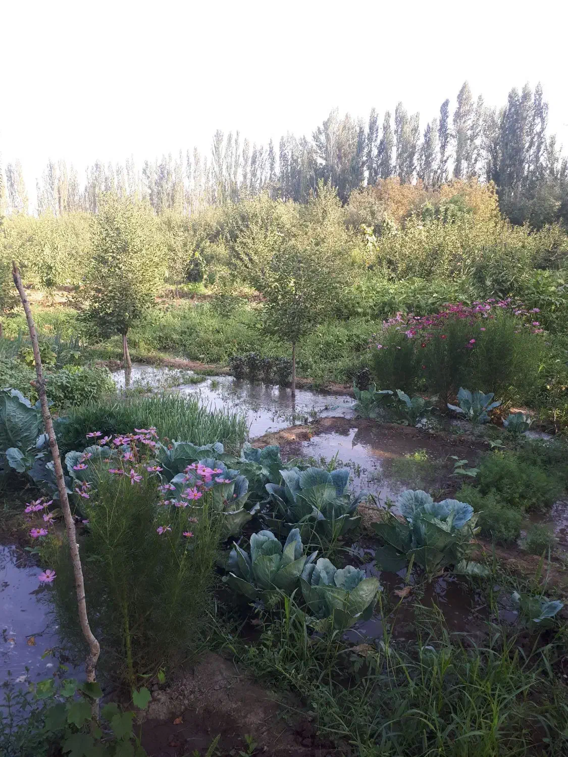 باغ و زمین زراعی
