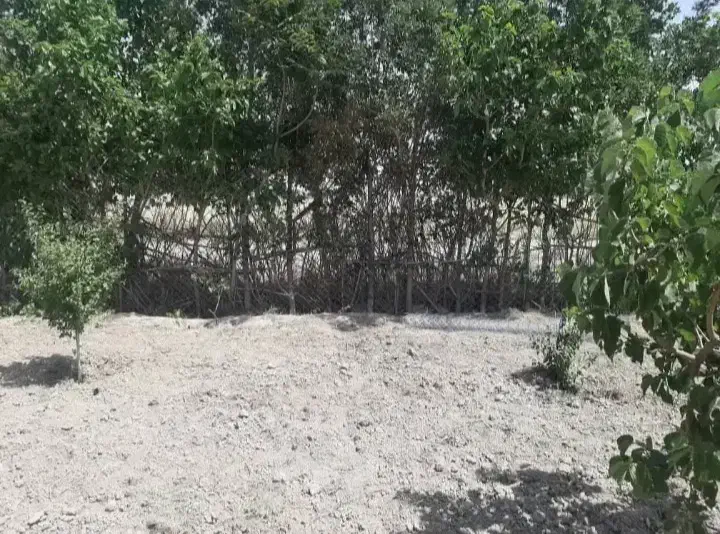 باغچه به متراژ ۱۳۴۲متر باسندتک برگ