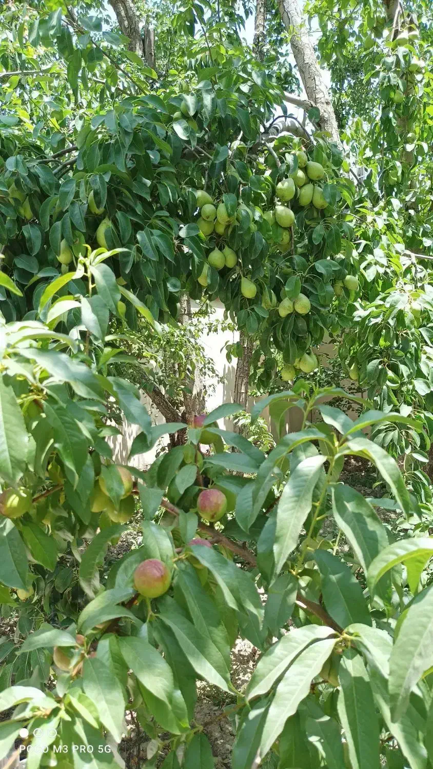 ویلا ۶۲۰متری کنتور برق سهیلیه