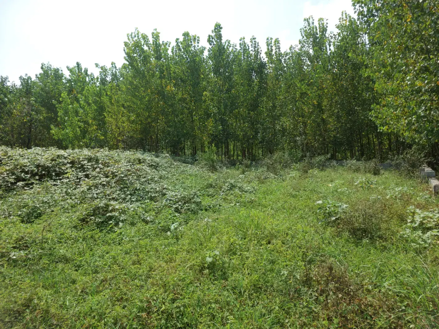 ۳۰۰‌متر زمین باغی