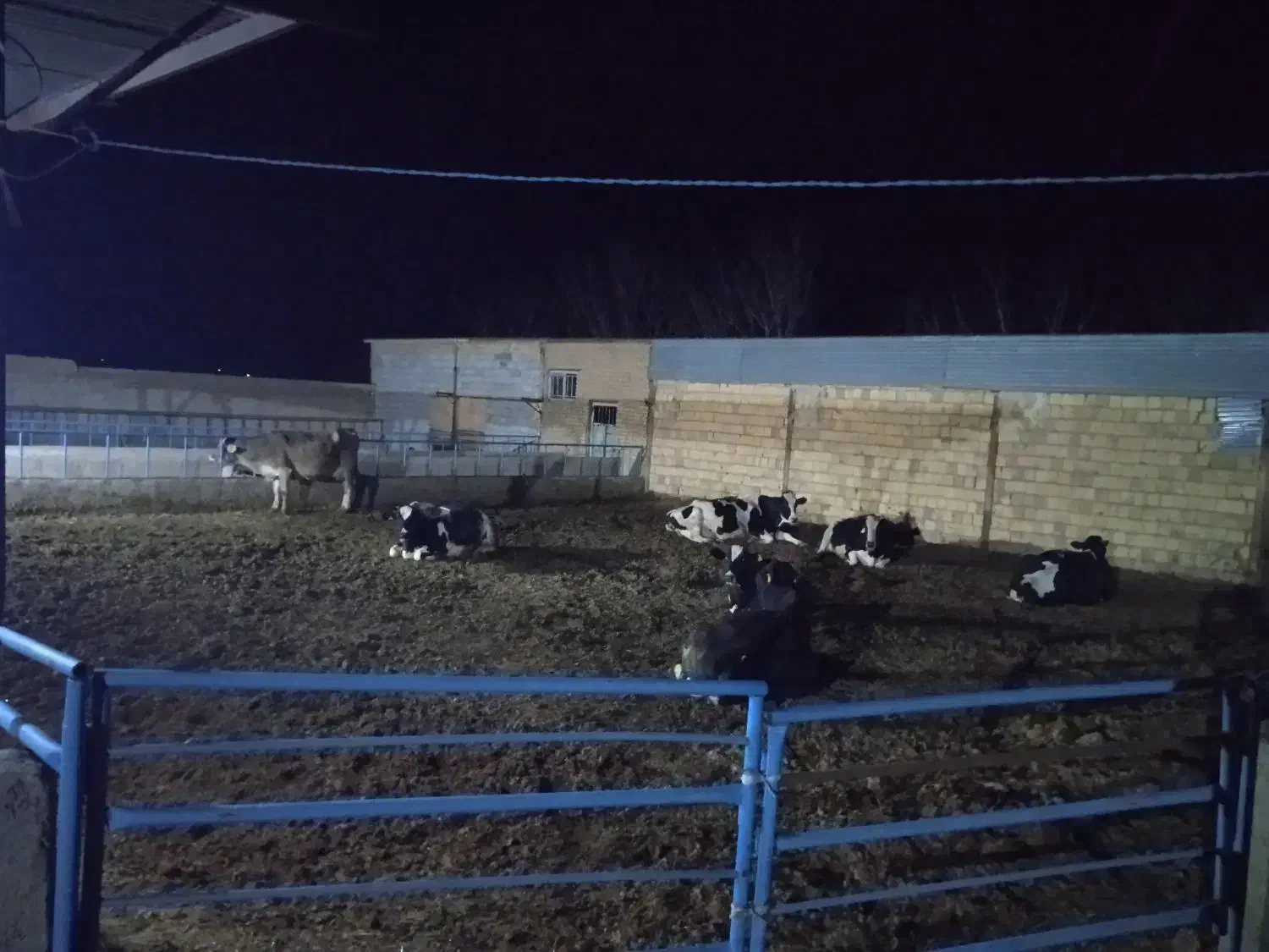 شراکت یا اجاره