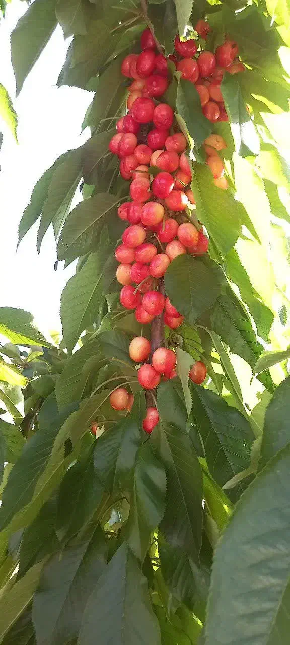 باغ بادام احرار شوراب صغیر