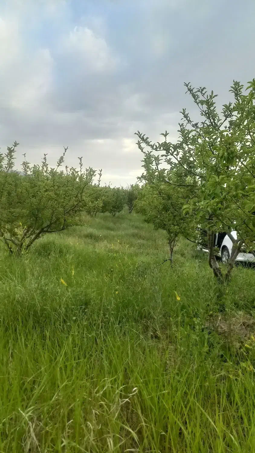 باغ ۲۰ ساله در اهر، آبیاری مکانیزه به متراژ دلخواه