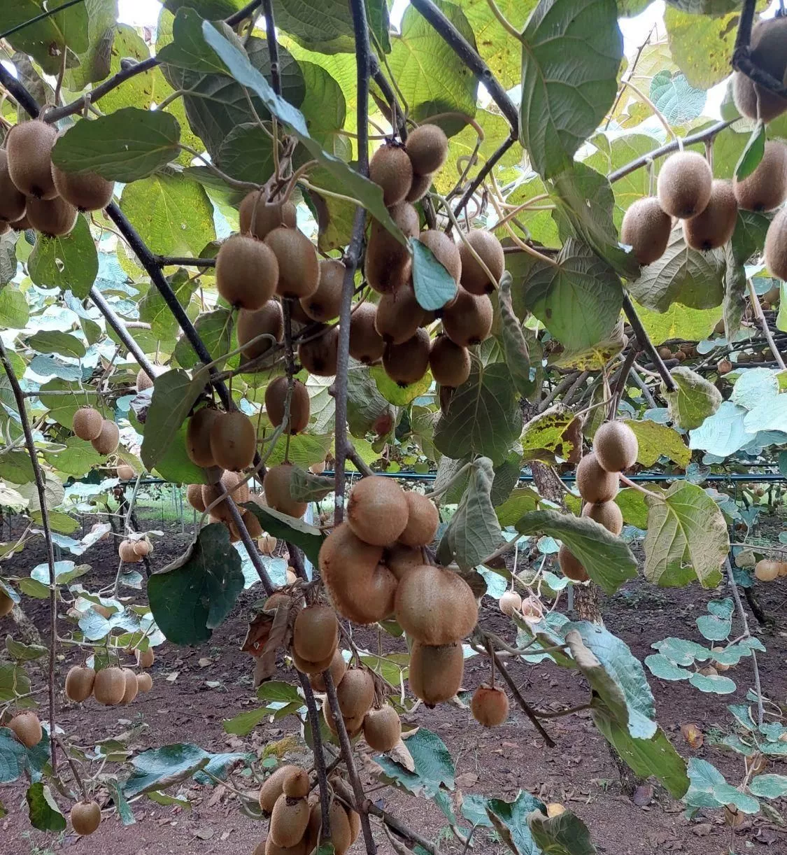 باغ کیوی فروشی لیسار
