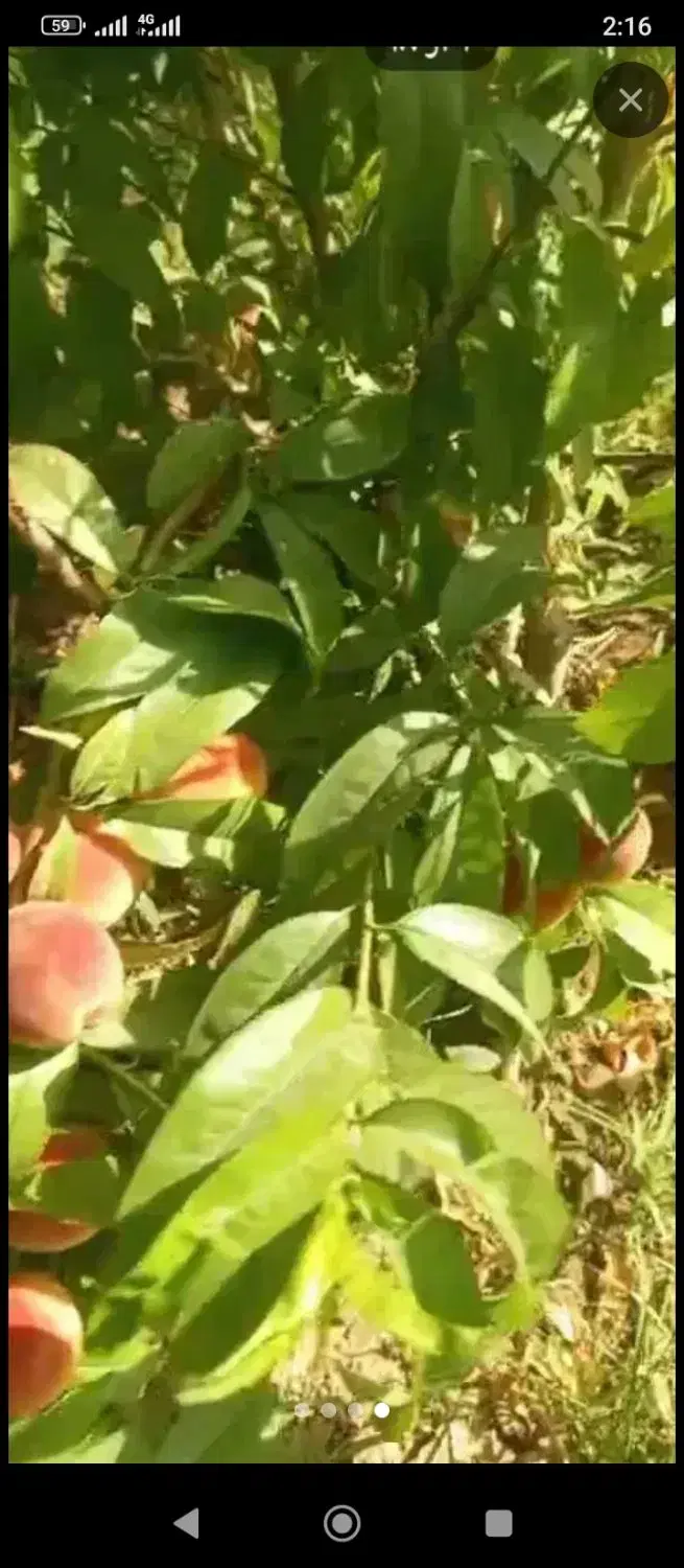 فروش و معاوضه با خونه وماشین