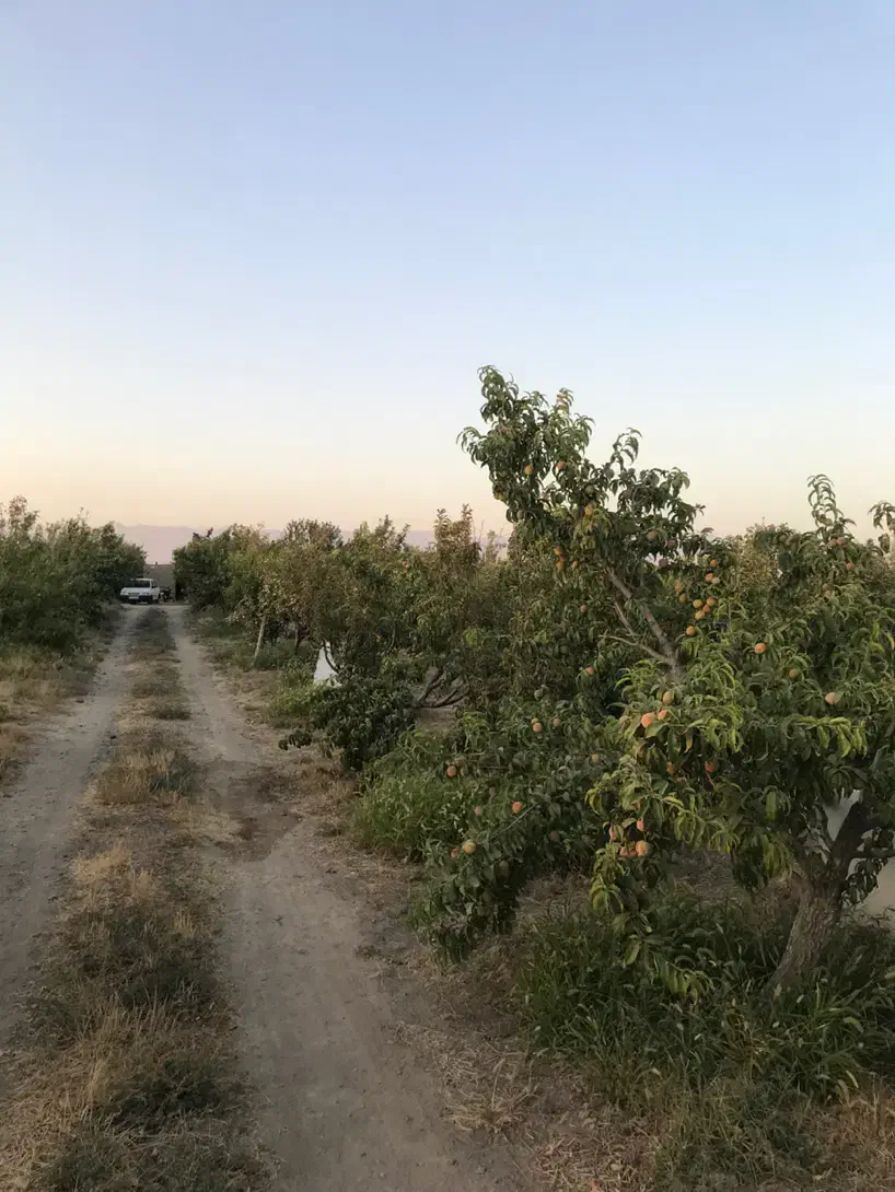 باغ میوه ۲۰۰۰ متری