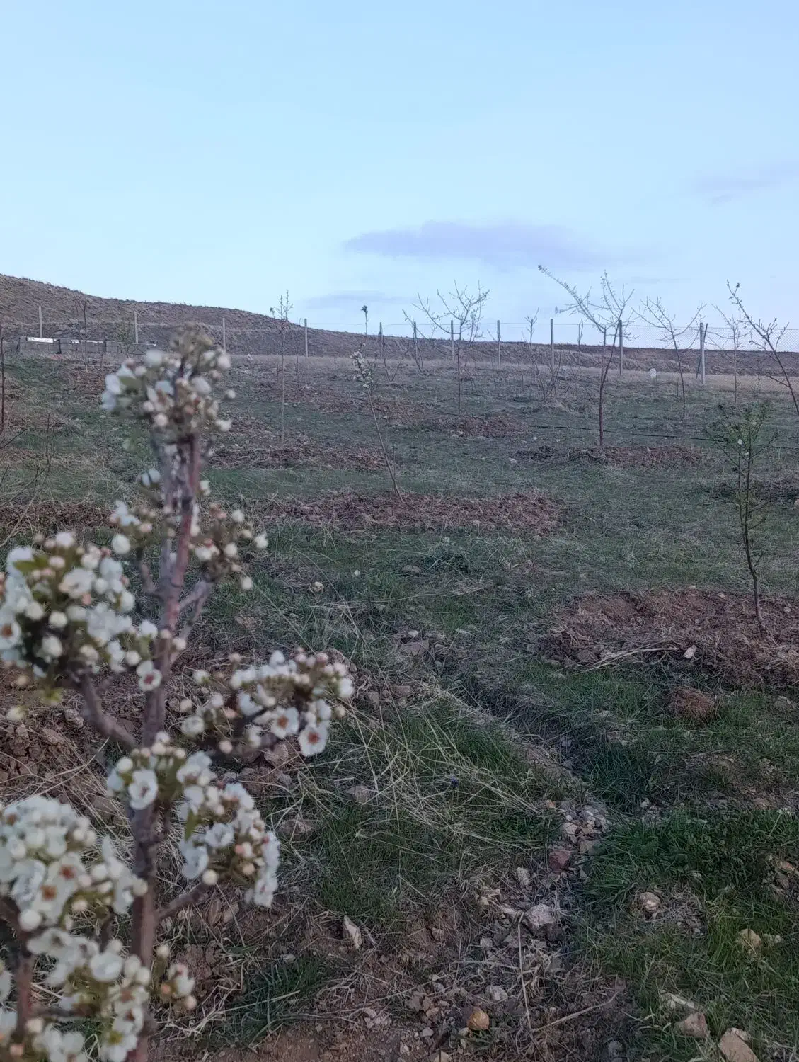 باغ در اهر روستای وردین