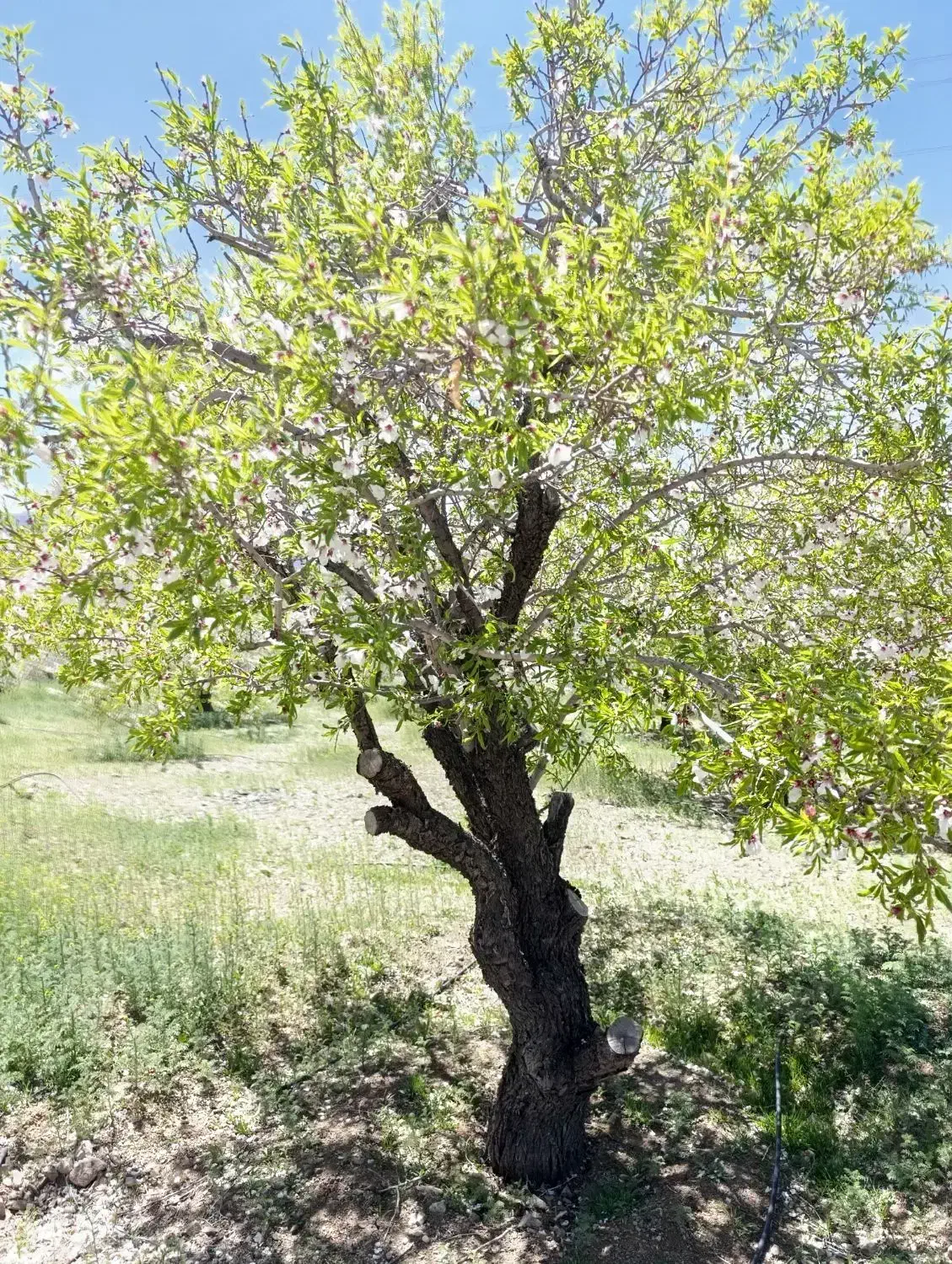 ۴۶۰ متر مزرعه بادام