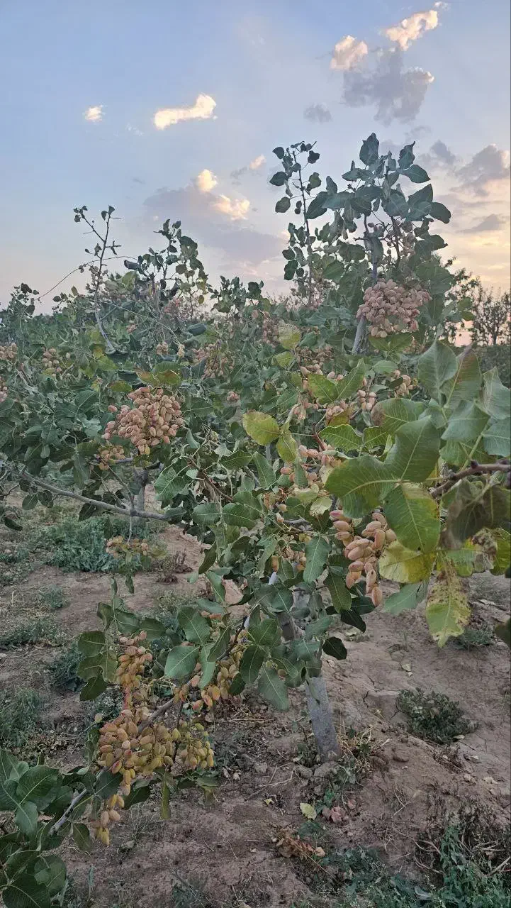 گاوداری صنعتی ۲۰۰۰ راسی در مامونیه