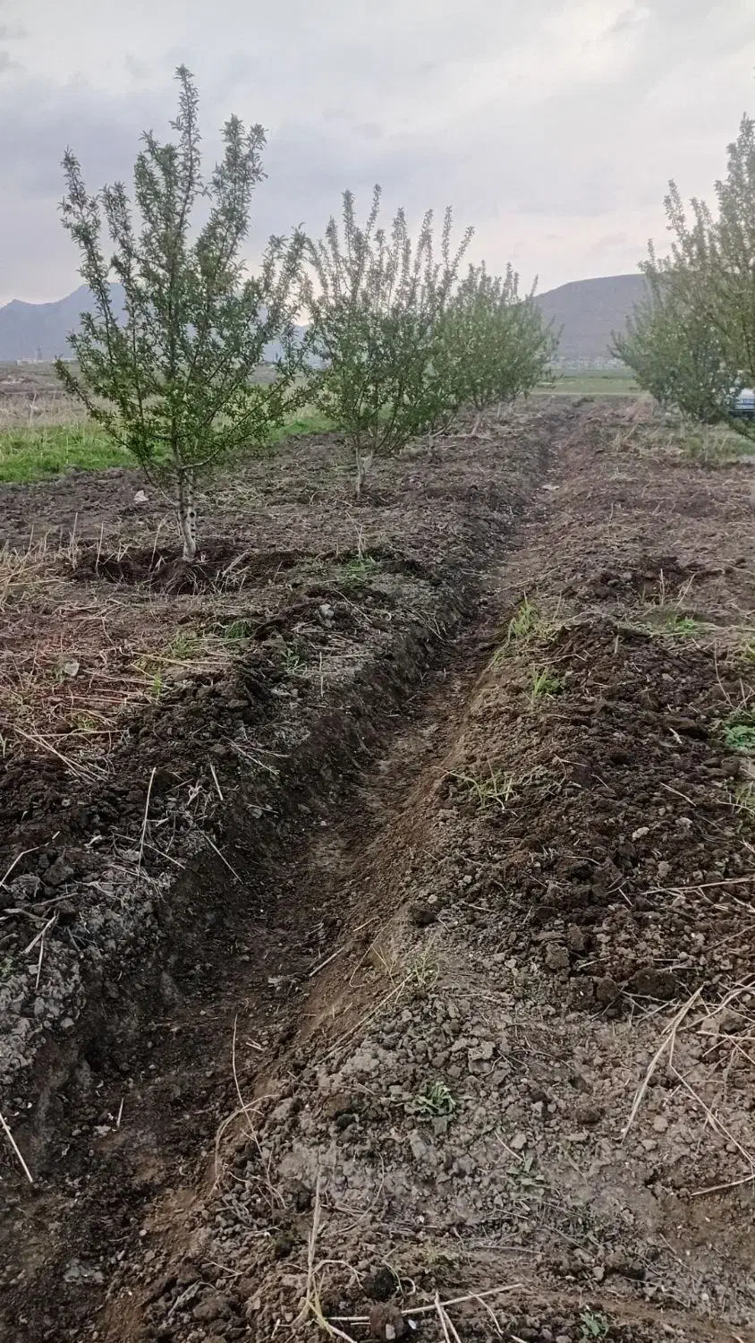 باغ میوه