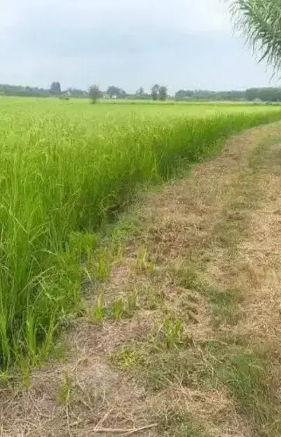 زمین شالی