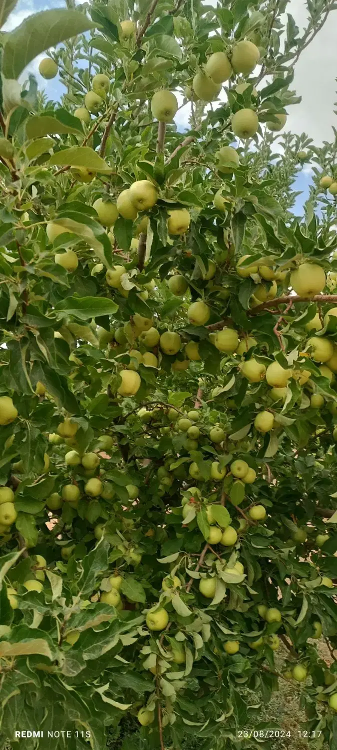 ۳ هکتار باغ و مجوز پلوار بندی گوسفند