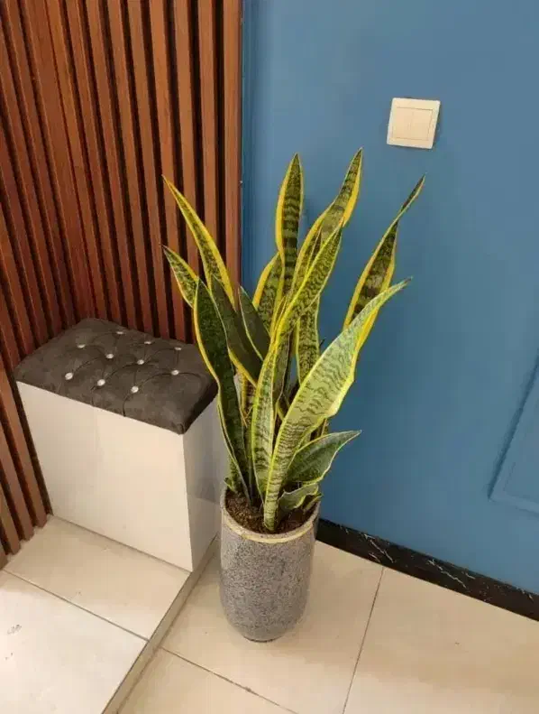 60 متر 1 خواب  پارکینگ اختصاصی
