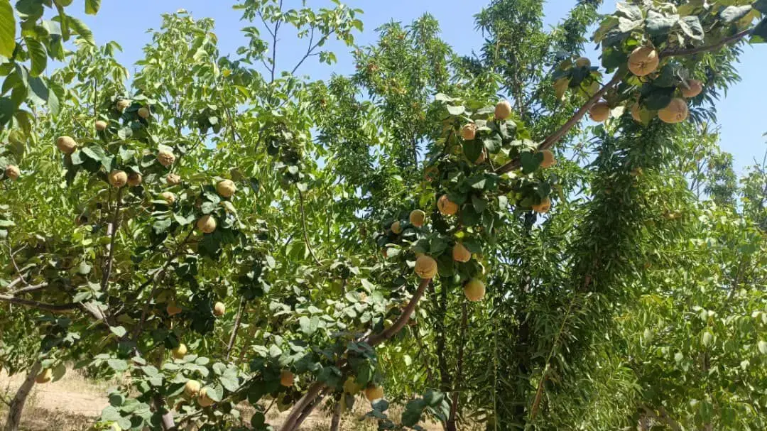 درختان میوه باغ شوراب صغیر
