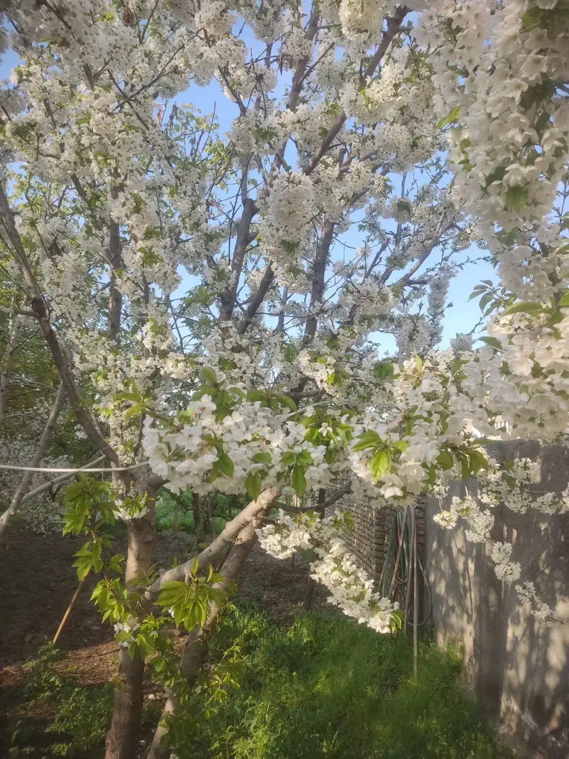 باغ  دور دیوار. آماده ساخت