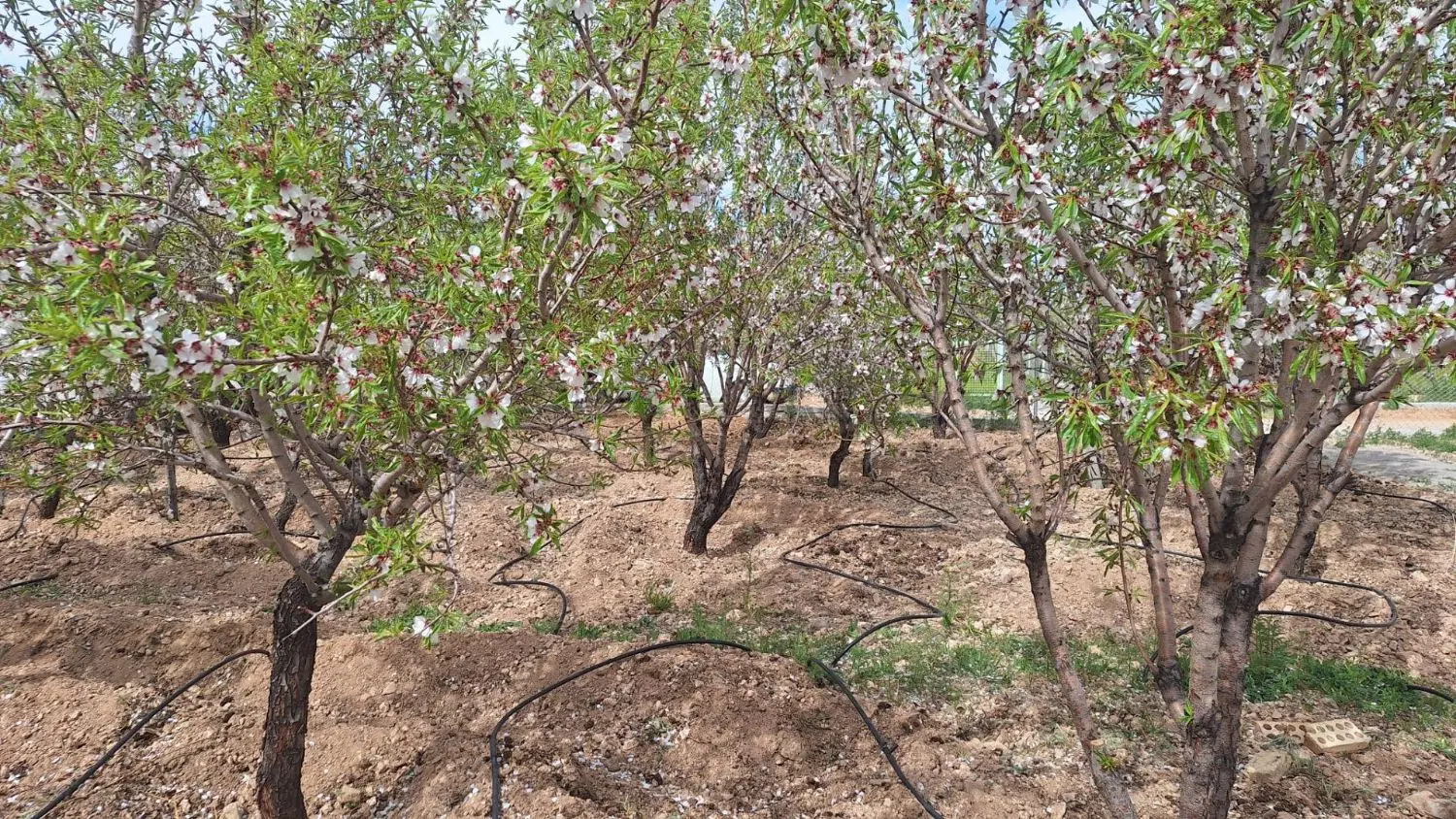 باغ نقلی بادام