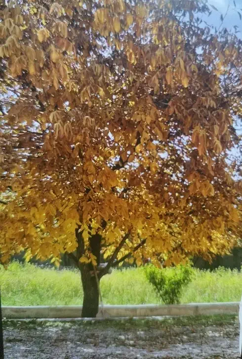 زمین یاسوج برای معاوضه با حوزه نوراباد
