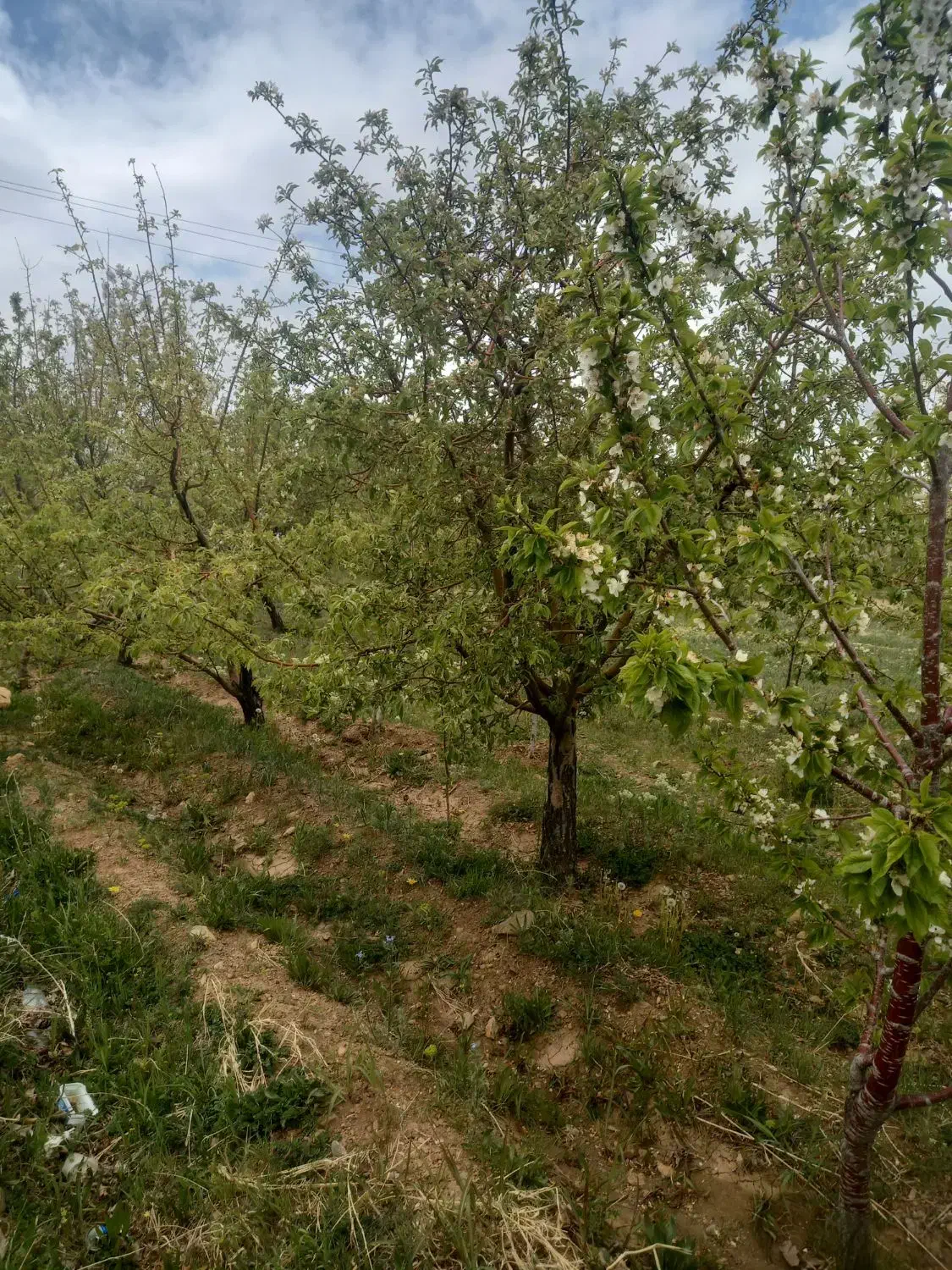 فروش باغ روستای عیسی آباد