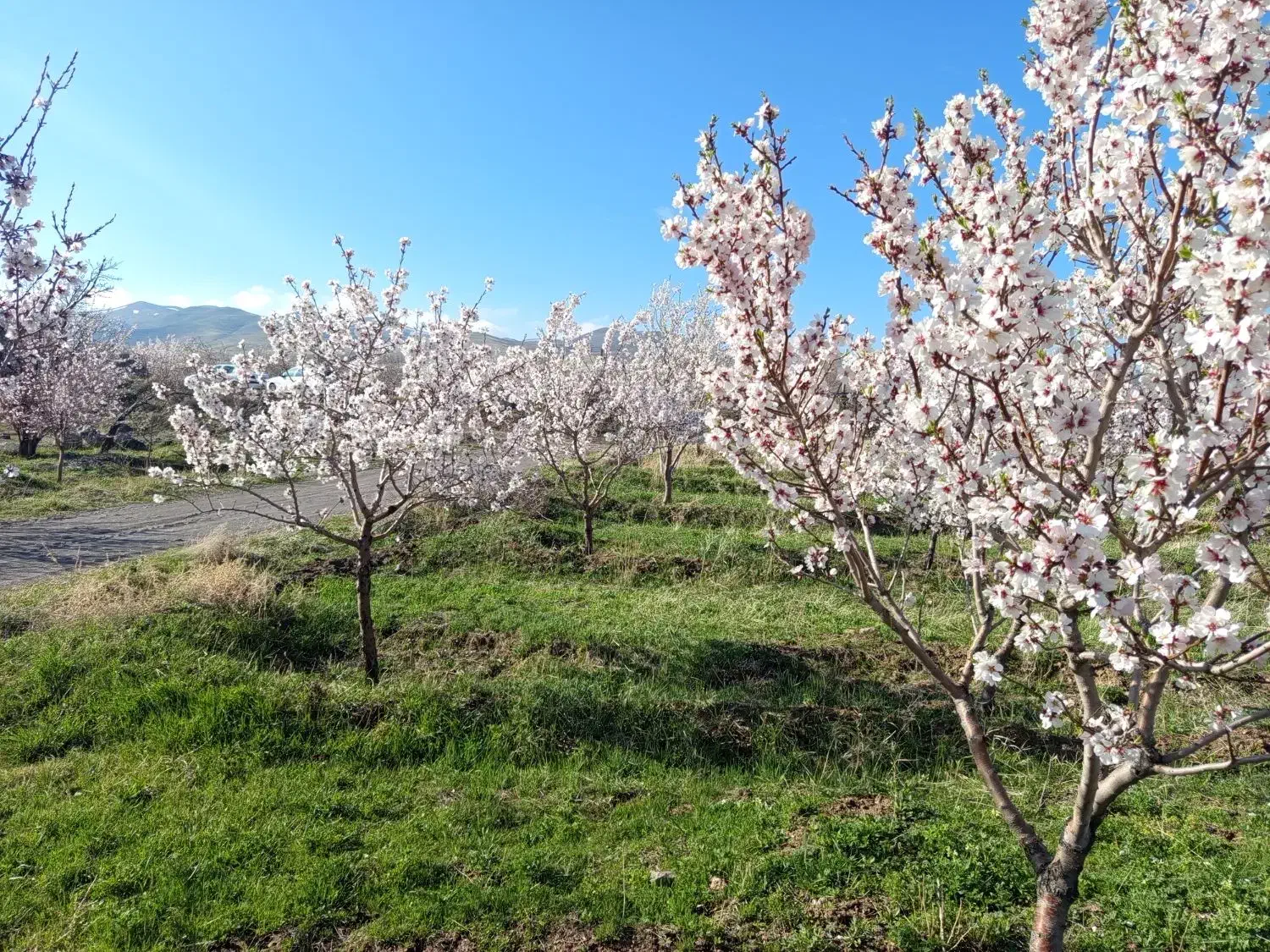 فروش باغ در مرند بناب بصورت اقساطی