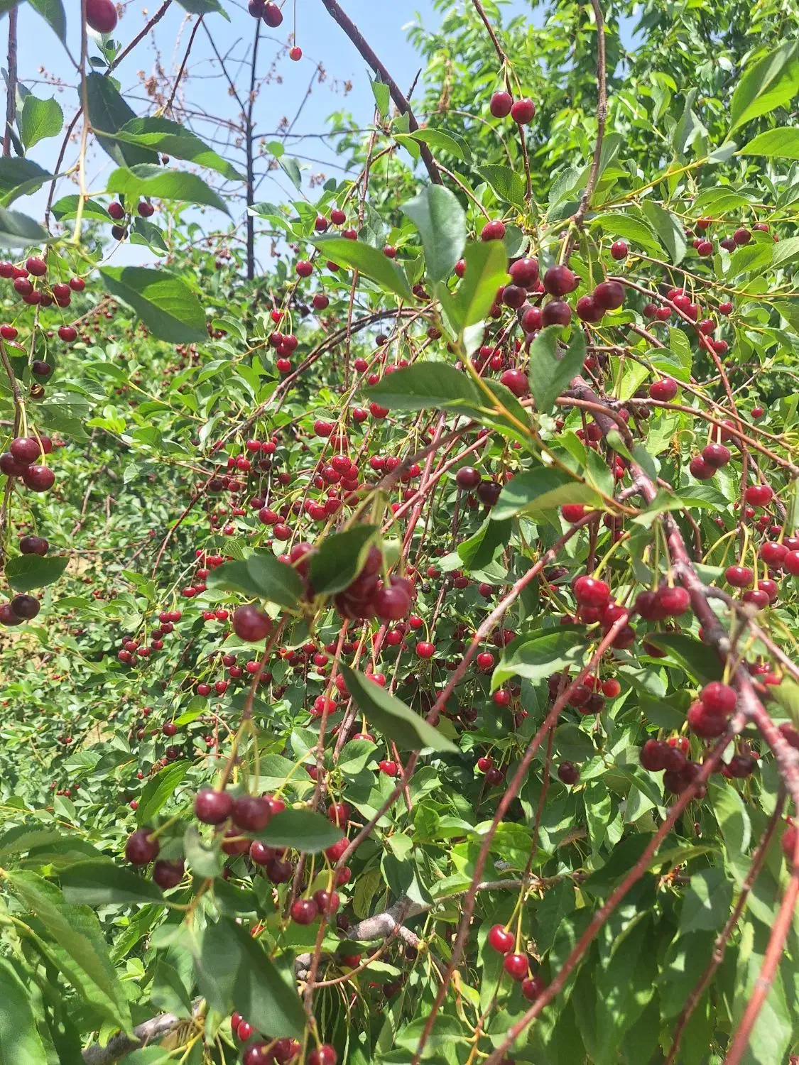 فروش باغ میوه 12 هزارم مناسب برای ساخت هتل. گلخانه