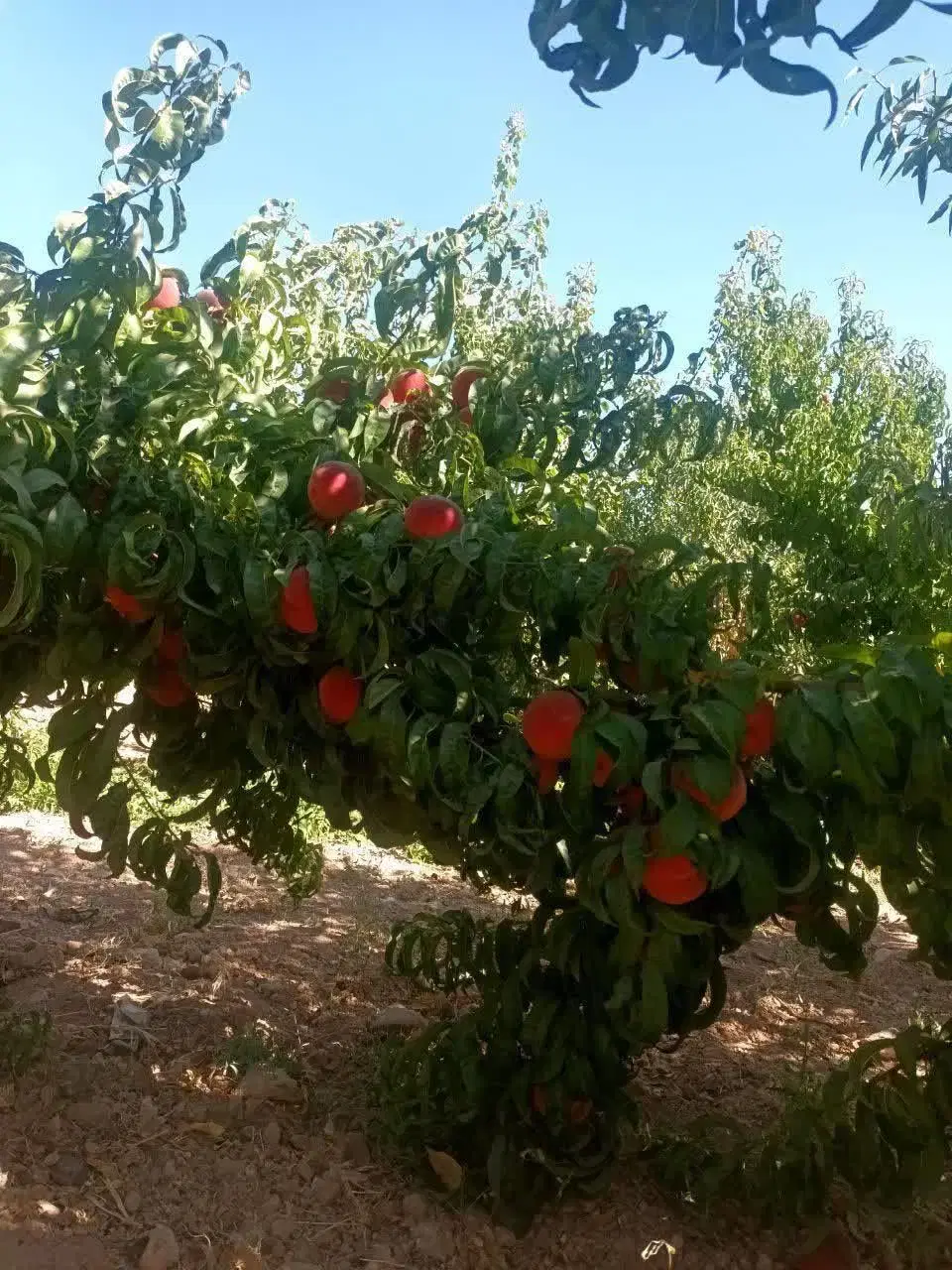 باغی ویلای اتاق دار