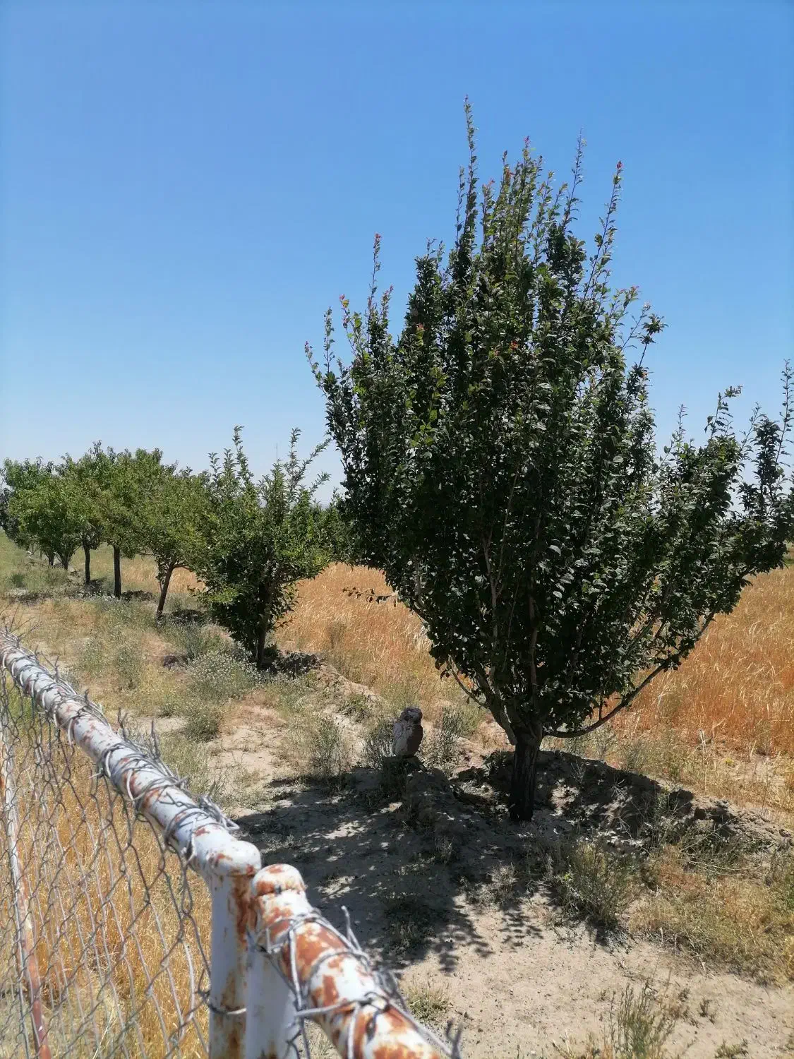باغچه 1000متری فریمان. روستای عشق آباد