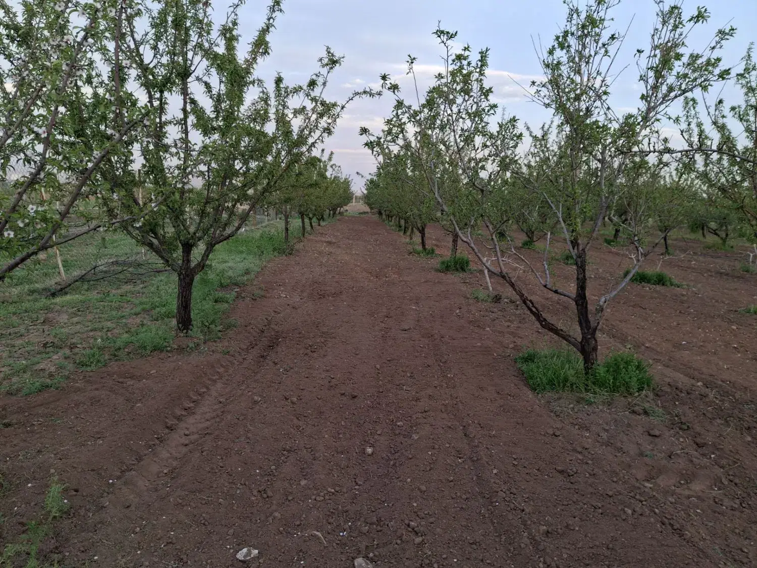 باغ بادام واقع در کورانه حمید اباد