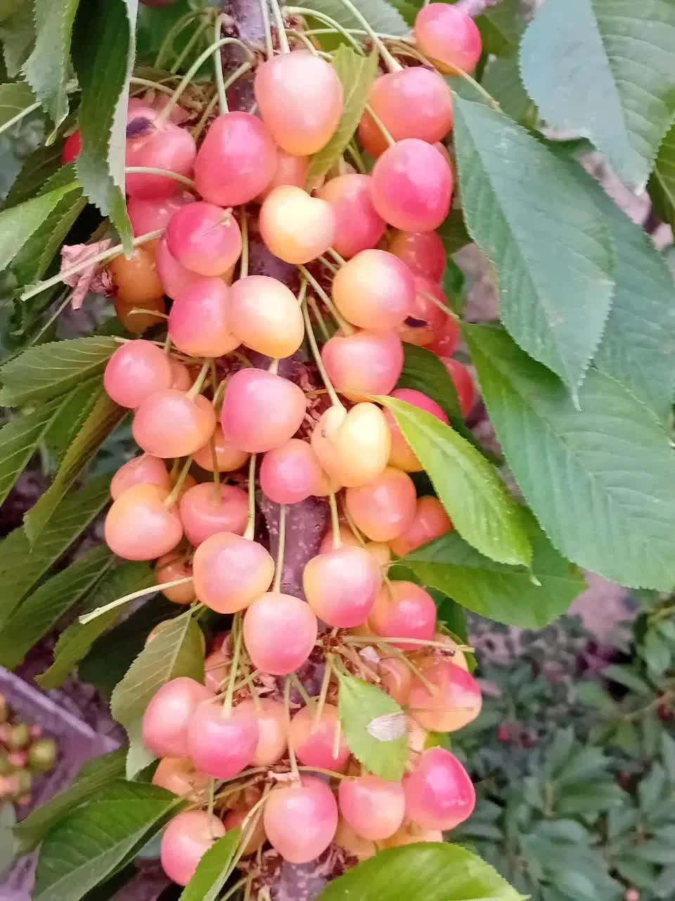 باغچه چهار باغ قوهه