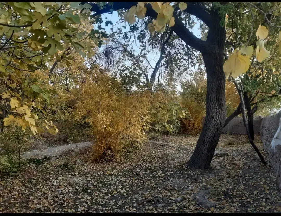 زمین  گلباف