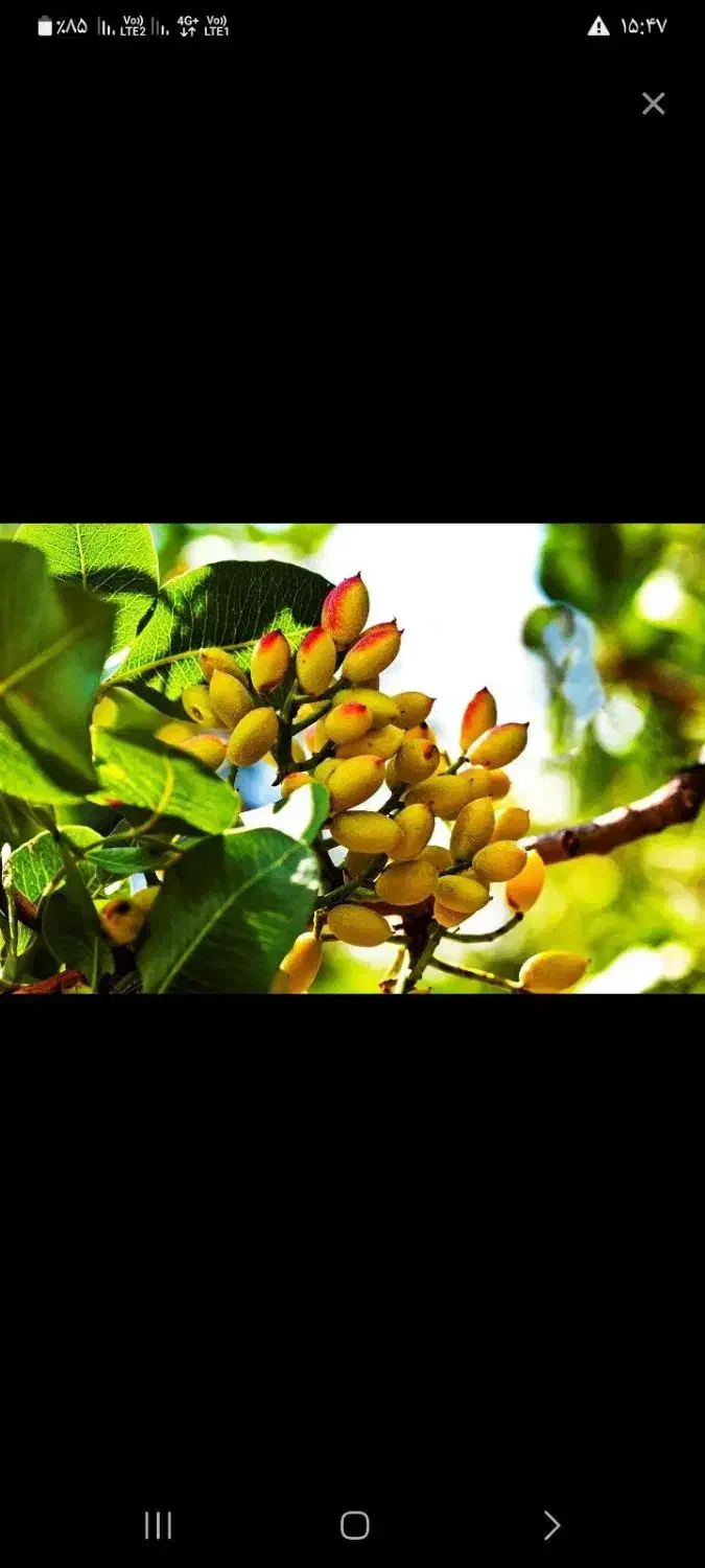 یک حبه آب بهمراه ۴جوبه ی ثمری پسته