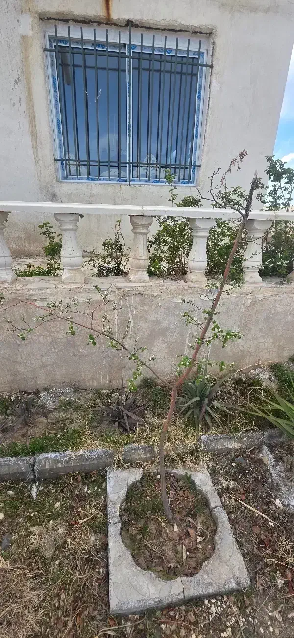 همخانه سکونت