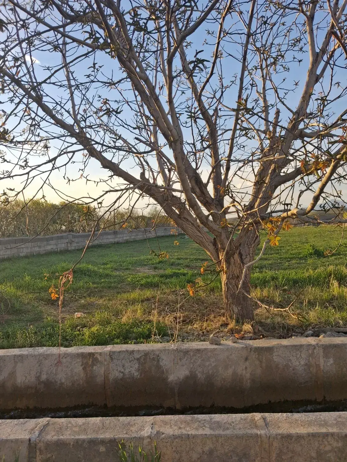 هزار متر زمین باغی و کشاورزی کنار کانال زیاران