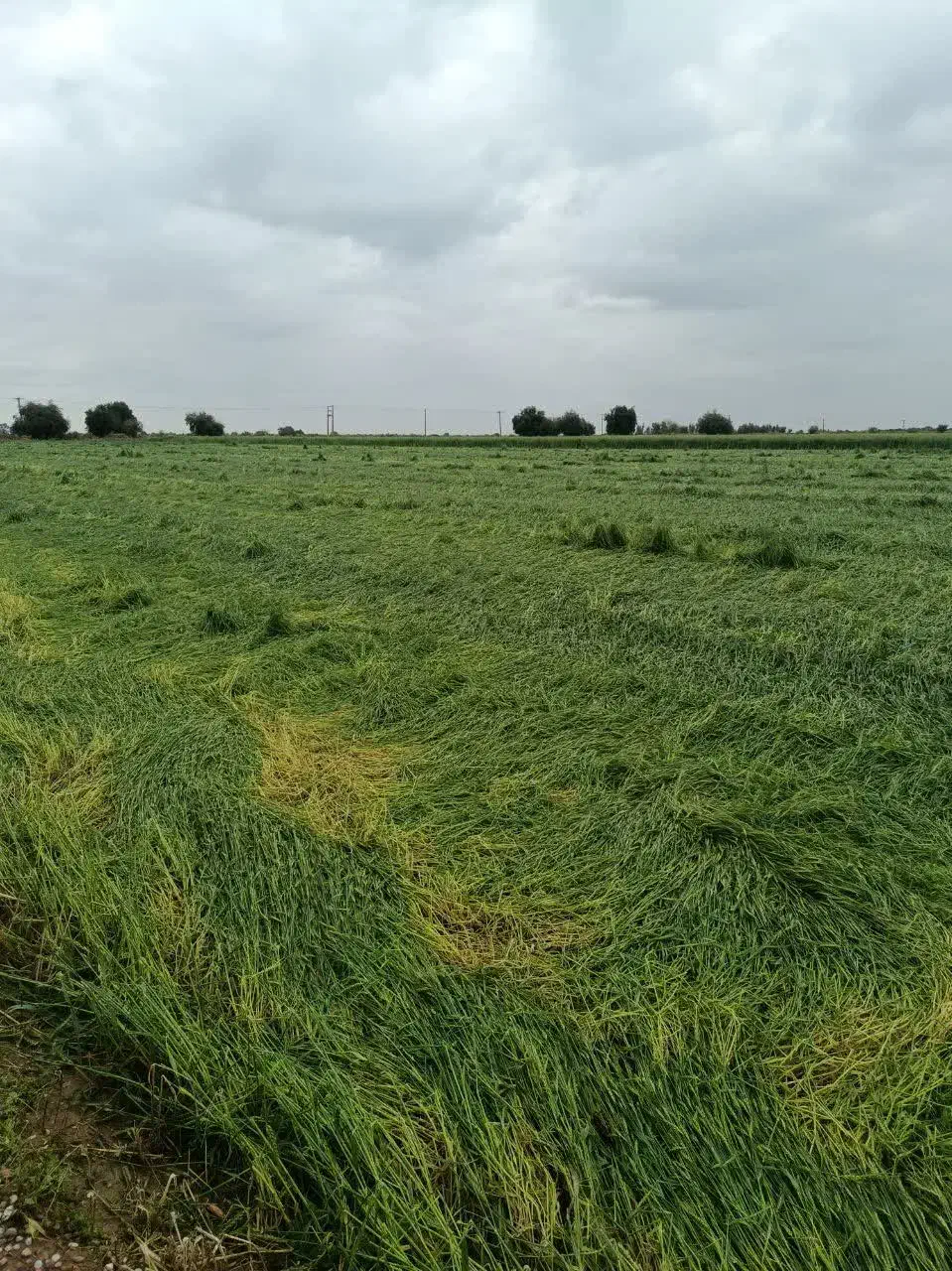 فروش یک قطعه زمین باغ