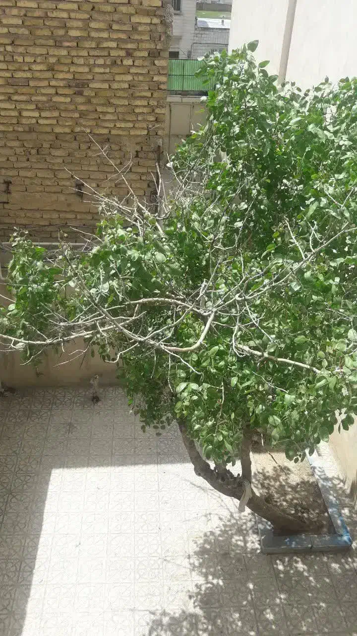 منزل مستقل واقع در سبحانی