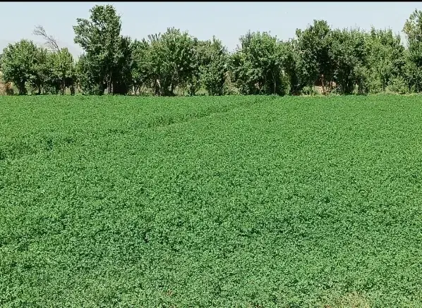زمین کشاورزی و ویلا سازی