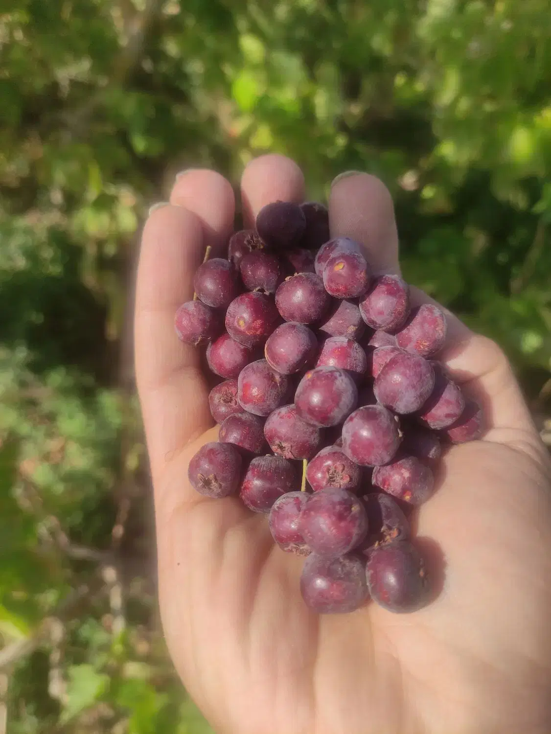 باغ انگوری و پسته