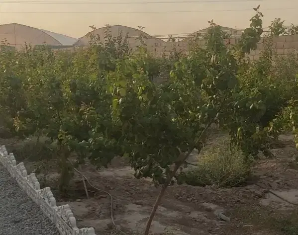 چهار دیواری فیلستان