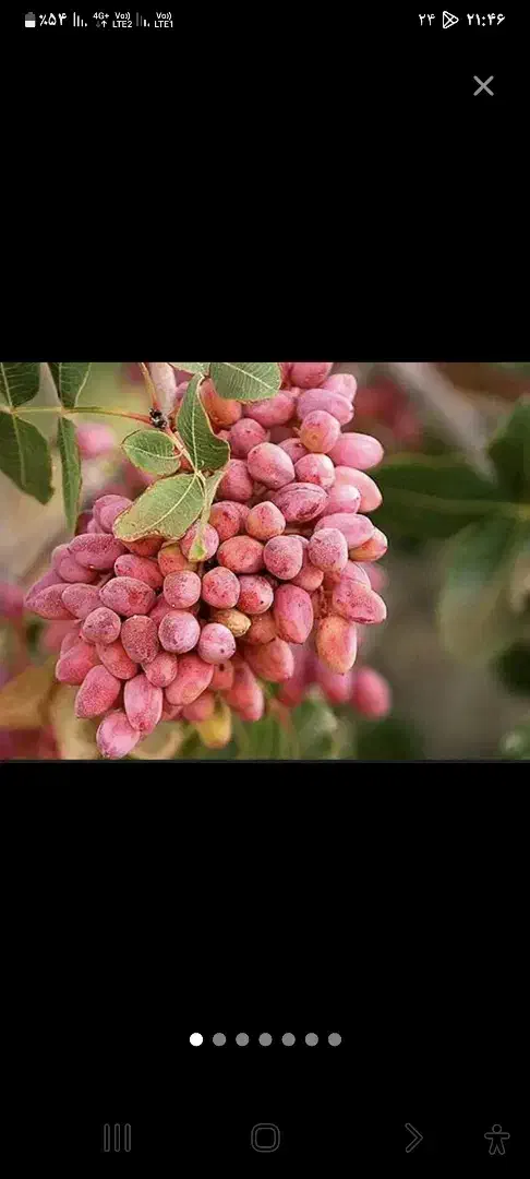باغ پسته ۱۲ساله محصول دارازمتراژیک جریب الی ۵هکتار