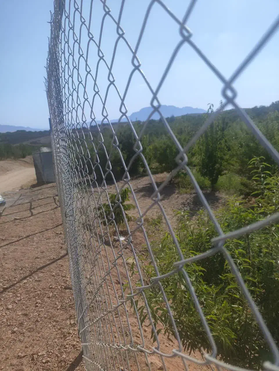 باغچه‌ گیلاس بادام