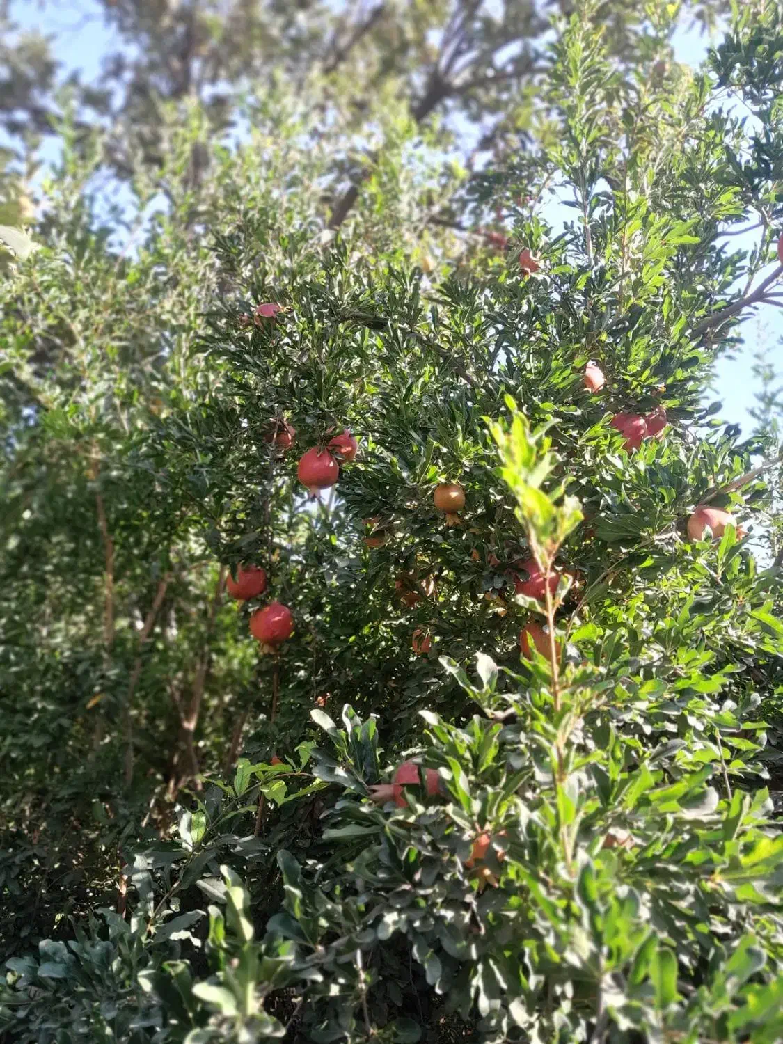 یک قطعه باغ ۸۴۰متری
