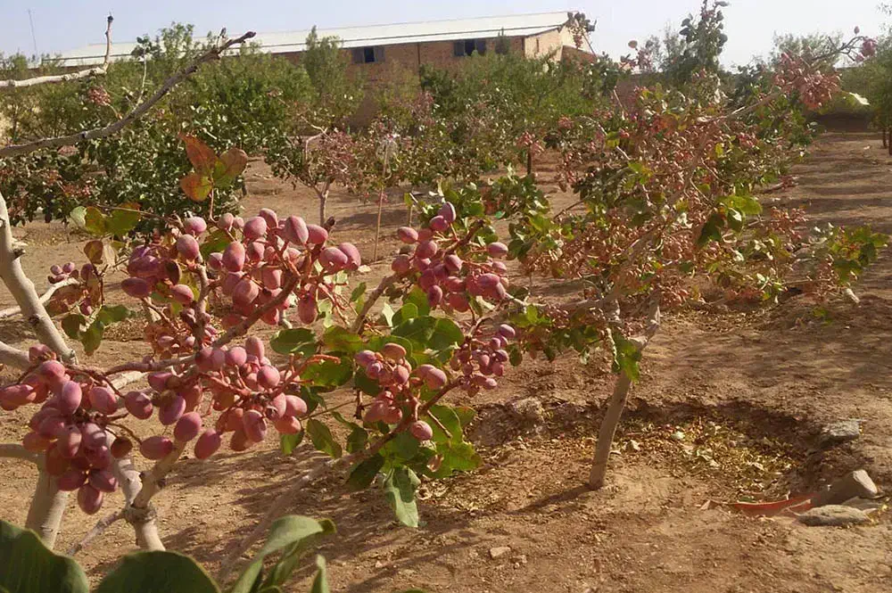 زمین قره تپه