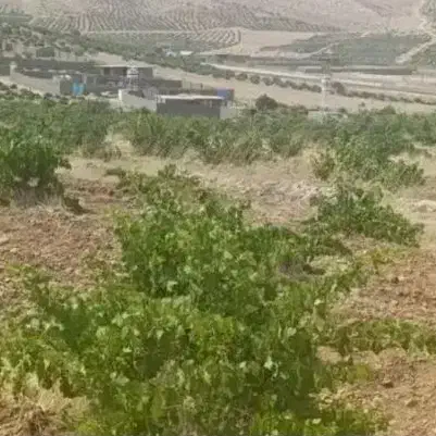 فروش باغ انگوری 1000 متری