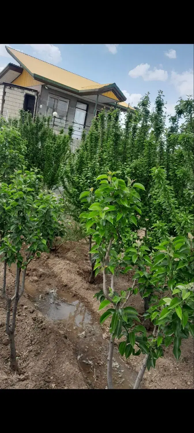 باغ ویلا .و گاوداری و سوله
