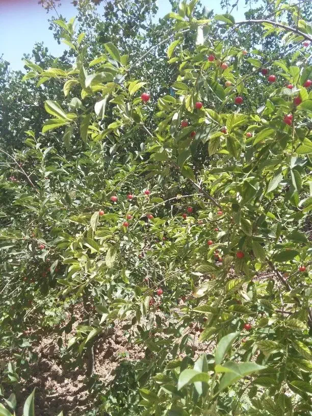 باغ سنددار۱۰۰۰متری باقیمت خودرومالک باغ سنددارشوید