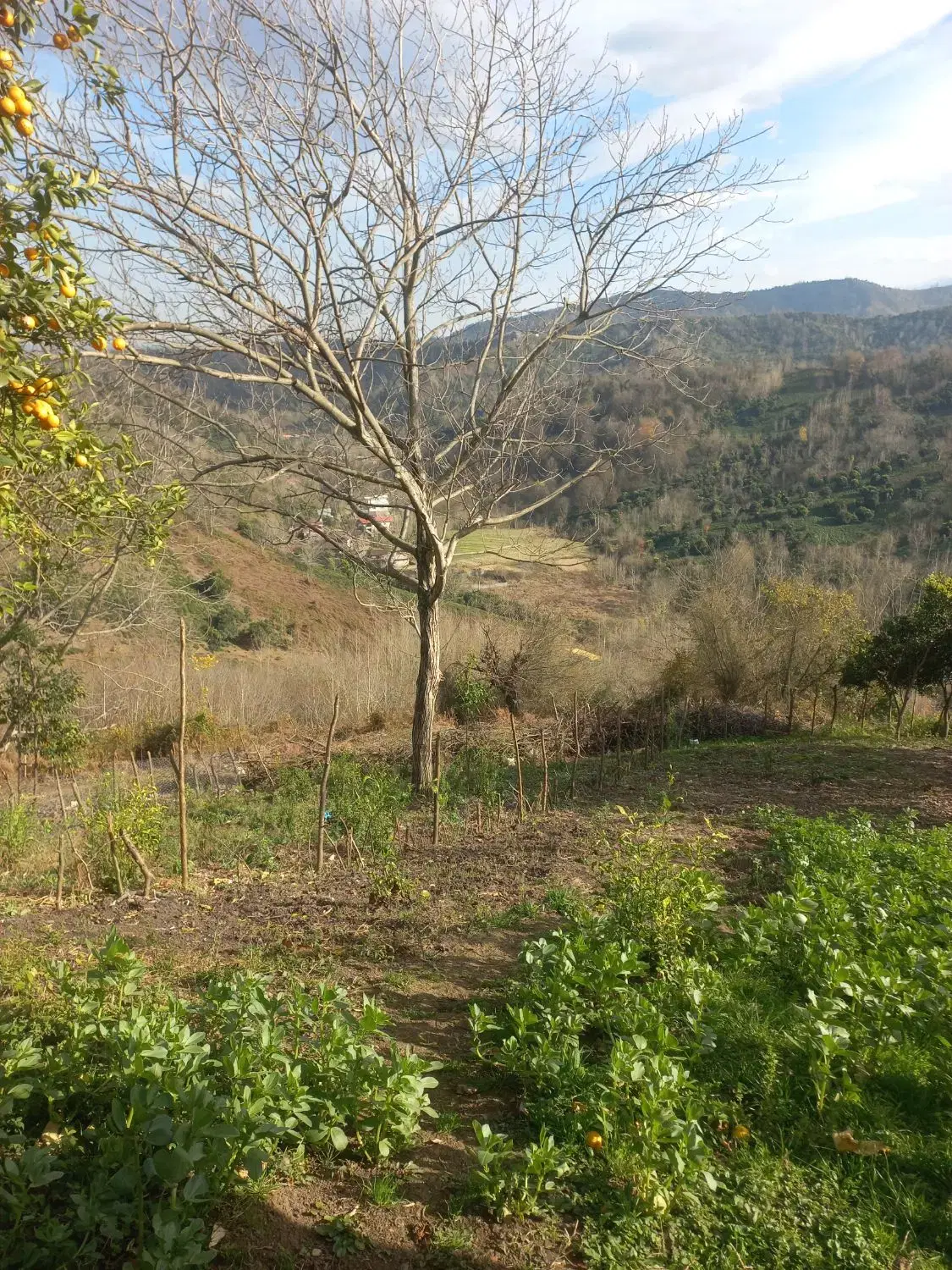 زمین مسکونی