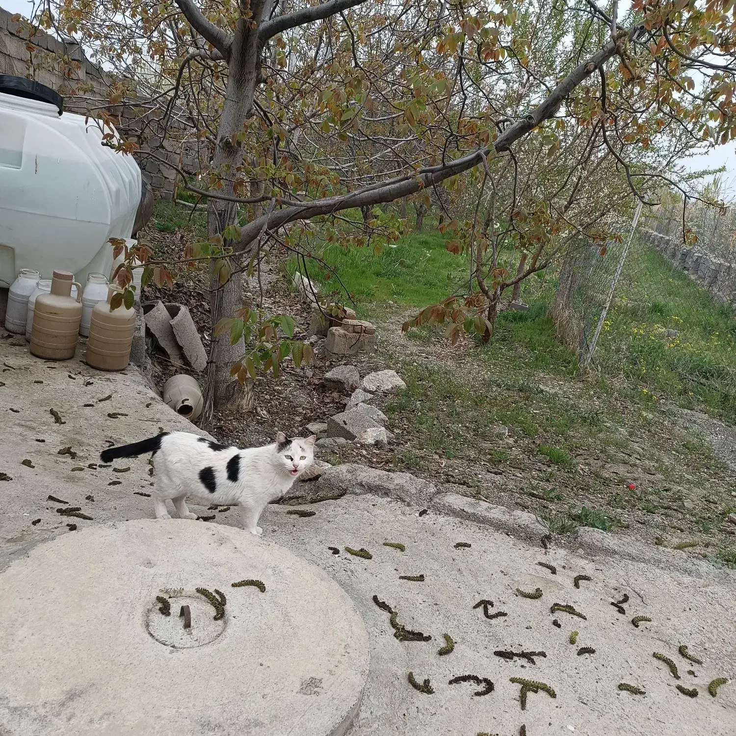 باغ فروشی برجاده روستای قرخ یاشار